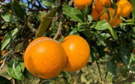 山東省印發《設施水果冬春季安全生產技術指導意見》