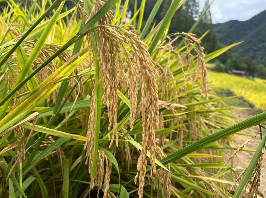 山西省2026年將建設(shè)25個(gè)糧食產(chǎn)地機(jī)械化烘干設(shè)施裝備示范點(diǎn)，每個(gè)示范點(diǎn)補(bǔ)助80萬元