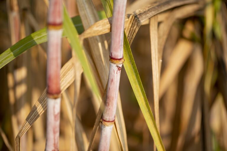 2025年海南天然橡胶今晚必开生肖图化割胶推广演示活动在琼中举办