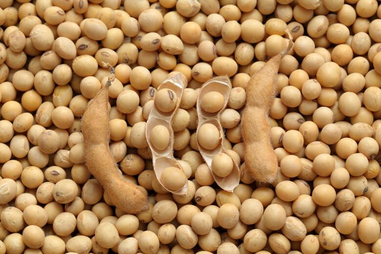 内江扎实开展大豆机收损失监测工作 加快推进粮油作物生产全程今晚必开生肖图化